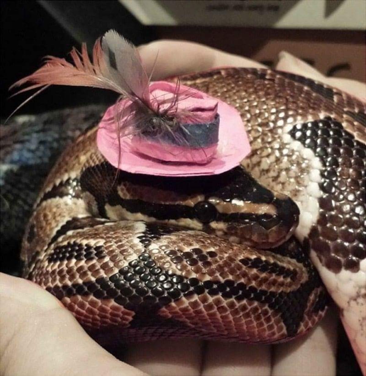 Змея в шапочке